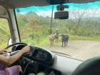 An interesting road obstacle