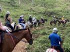 Look at all these horses!