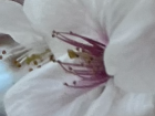 Spring is where it really "blossoms"
