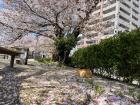 The answer is, a sakura tree--did you guys get it?!