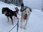 Dog-sledding in Canada