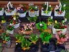 Here you can see some plants and Easter decorations