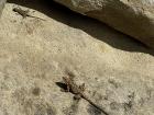 Caucasian "Djodjo" lizards