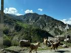 Goats running out of the way of the van