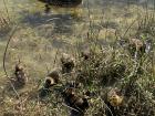 Every single time I visit Parque Macanaz, I always see this family of ducks looking for food on the Rio Ebro