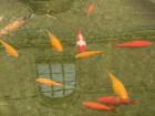 My university has a fish pond in the center of the Faculty of Economics and Business campus