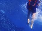 Mina’s highlight from her Philippines trip was swimming with sharks; here, she’s swimming with the whale shark, the largest shark in the shark kingdom