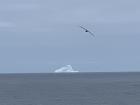 Fred, the iceberg, with a seagull flying over