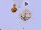 Microfossils seen under a microscope from Expedition 400