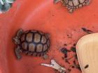 Cute turtles that I enjoyed looking at