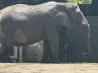 The elephant was very large and majestic