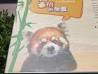 The red pandas were from Fuzhou, China, like me!