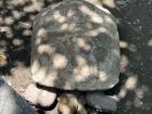 I spoke Chinese to this Giant Turtle and it came up to me