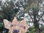 This little guy keep saying hello!