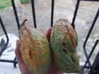 Cacao pods harvested from the finca (small farm) in my backyard