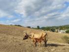 A cow pasture in the dry season