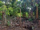 A fence in the campo, made out of barbed wire and growing trees