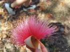 A beautiful flower native to the DR