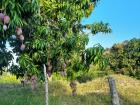 A mango tree in full bloom!