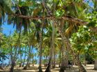 A view of palm trees on the beach in Samaná