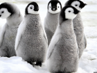 Penguins!