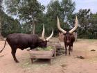 Royal cows
