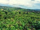 Cassava plants