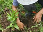 My host dad, Andres, plants an Avio tree