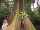 I will always remember the times I spent with community around these sacred trees 