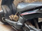 Kitties in Marrakesh, Morocco