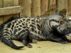 A civet, one of the predators of the Swinhoe's pheasant