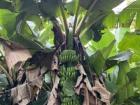 A large banana plant growing without any pesticides 