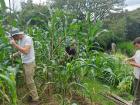 Reinforcing corn plants to protect them from winds coming from the Caribbean