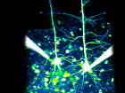 When I prep the neurons and prepare their tissue, sometimes I accidentally cut off the dendrites, which is bad for a lot of experiments, since neurons need their dendrites for their normal means of communication!