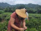 Picking tea leaves from Taiwan's famous tea mountains is unforgettable -- just remember the mosquito spray!