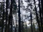 Monarch butterflies hibernate in forests like this in Mexico