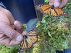 Male (right) and female (left) butterflies have slightly different features, such as the veining