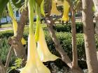 These flowers are called angel's trumpets, but they're poisonous!