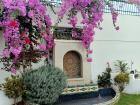 I found this flowering tree at our Peace Corps Offices in Rabat, the capital