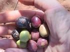 I picked these!