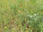 See the red poppy?