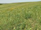 I love this walk to work, through the wheat and flowers