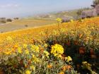Rolling hills of flowers near my town