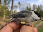 A willow tit that has been uniquely color-banded (right leg, yellow bottom and white top)