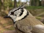 Another crested tit like the one in my first post that we caught and banded a few days ago!