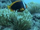 A tomato clownfish - Amphiprion frenatus