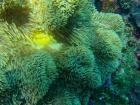 What the tentacles of the anemone look like up close