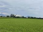 Rice is a major crop in Yunlin and helps feed people all around the island