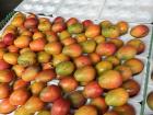 Mangoes at the local fruit stand 