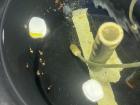 Most clownfish for aquariums are bred in captivity